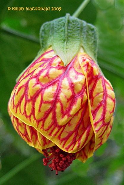 ABUTILON - ABUTILON SAU ARTARUL CU FLORI