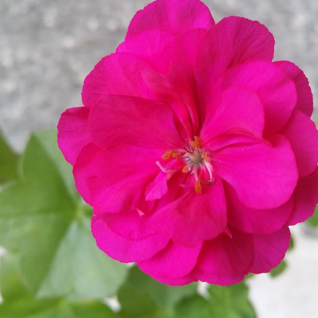  - Muscate 2013 2022