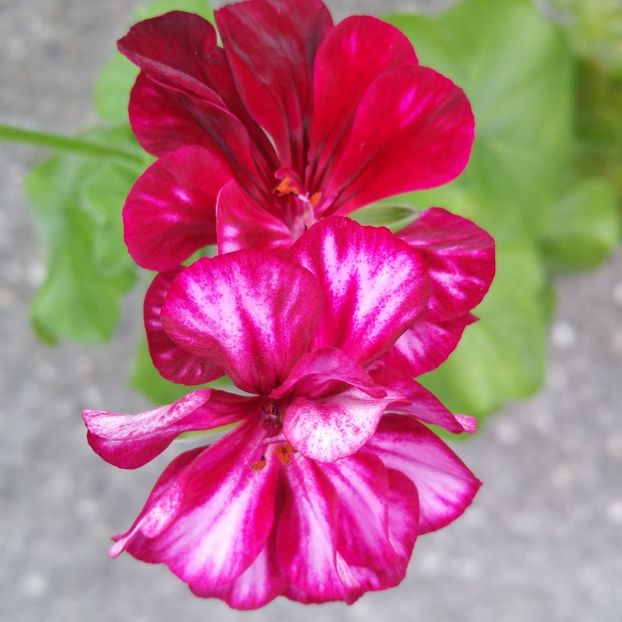  - Muscate 2013 2022