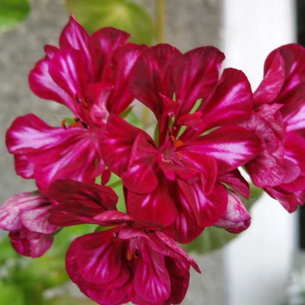  - Muscate 2013 2022