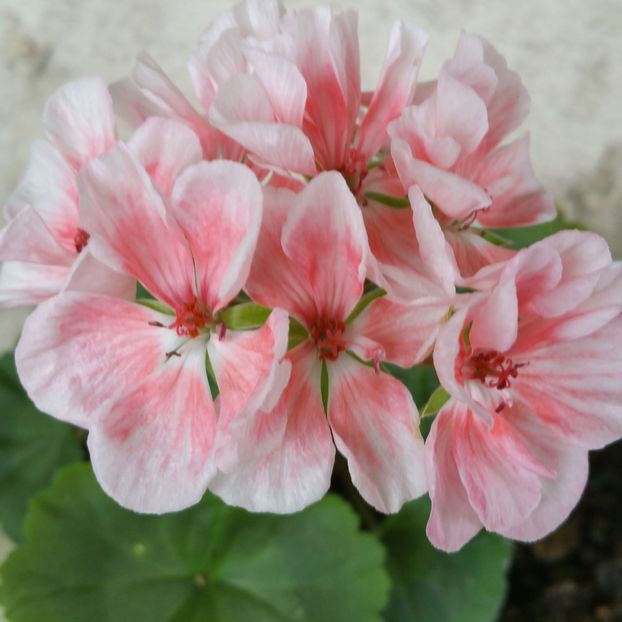  - Muscate 2013 2022