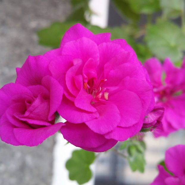  - Muscate 2013 2022