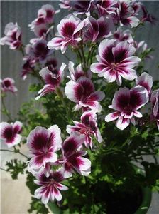  - MUSCATA SAU PELARGONIUM