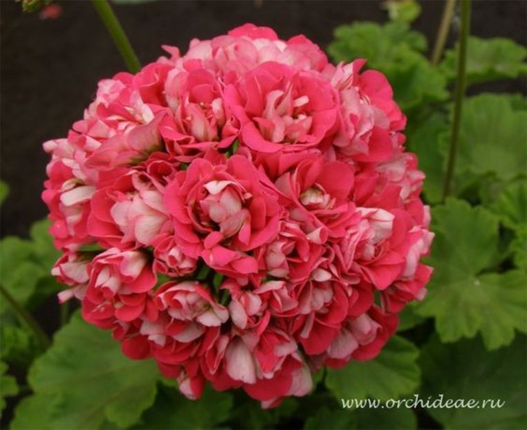 PELARGONIUM - MUSCATA SAU PELARGONIUM