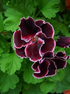 PELARGONIUM - MUSCATA SAU PELARGONIUM