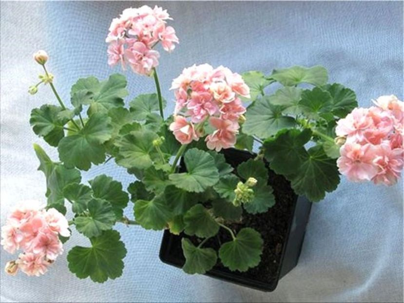 Pelargonium - MUSCATA SAU PELARGONIUM