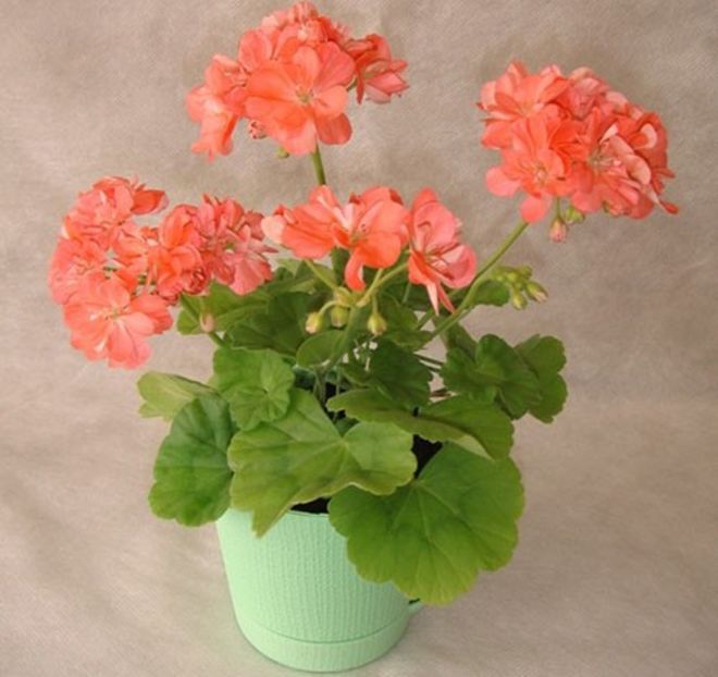 Pelargonium - MUSCATA SAU PELARGONIUM