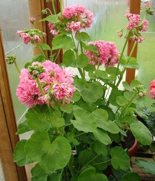 PELARGONIUM - MUSCATA SAU PELARGONIUM