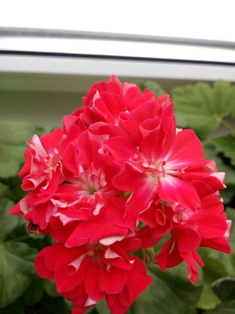 Pelargonium - MUSCATA SAU PELARGONIUM