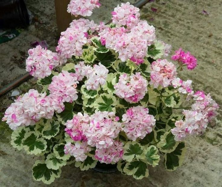 PELARGONIUM - MUSCATA SAU PELARGONIUM