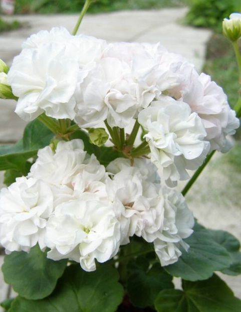 PELARGONIUM - MUSCATA SAU PELARGONIUM