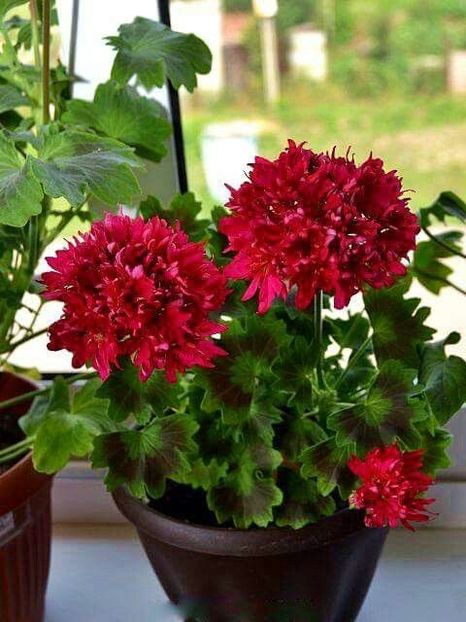 PELARGONIUM - MUSCATA SAU PELARGONIUM