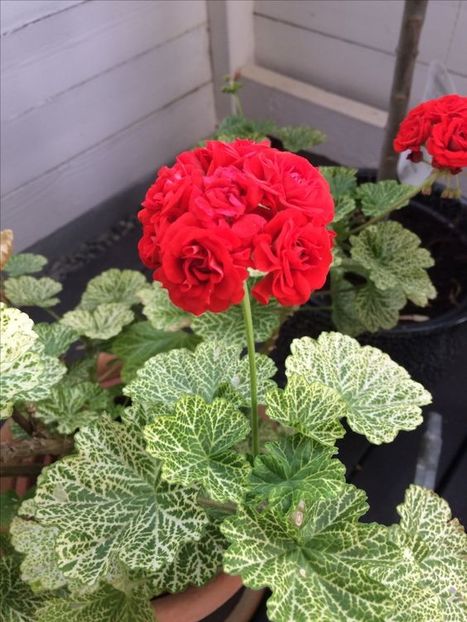 PELARGONIUM - MUSCATA SAU PELARGONIUM