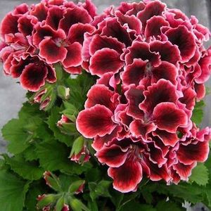 PELARGONIUM - MUSCATA SAU PELARGONIUM
