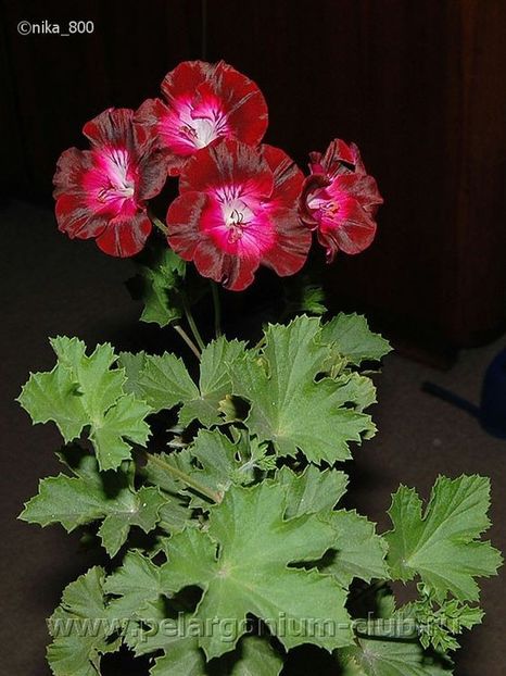 PELARGONIUM - MUSCATA SAU PELARGONIUM