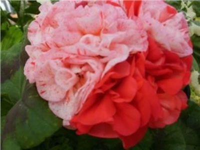 PELARGONIUM - MUSCATA SAU PELARGONIUM