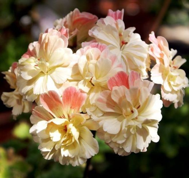 PELARGONIUM - MUSCATA SAU PELARGONIUM