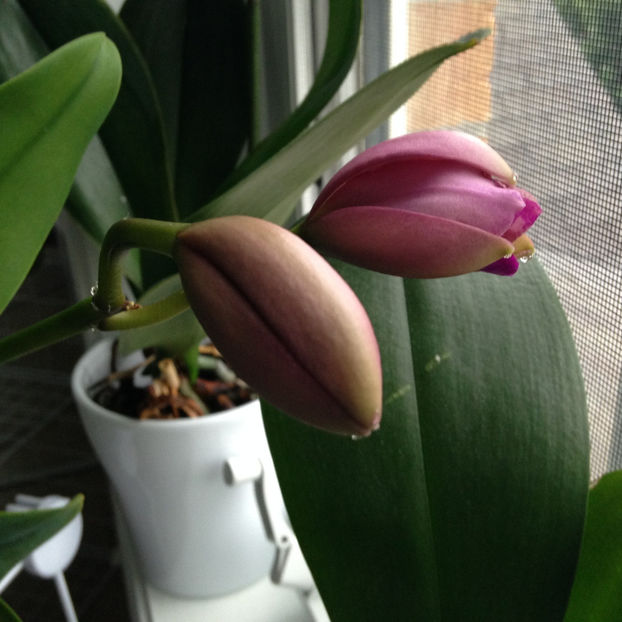  - 2018 Plante de interior