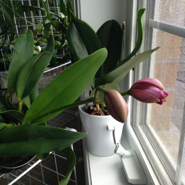  - 2018 Plante de interior