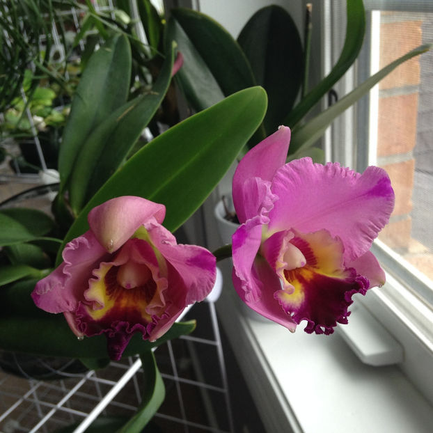  - 2018 Plante de interior