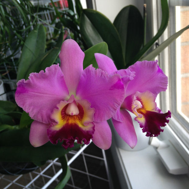  - 2018 Plante de interior