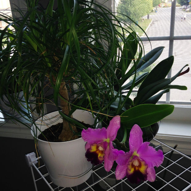  - 2018 Plante de interior