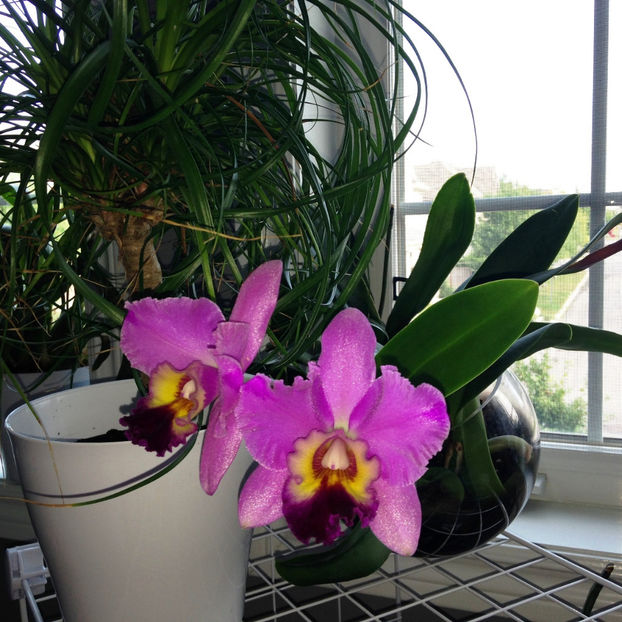  - 2018 Plante de interior