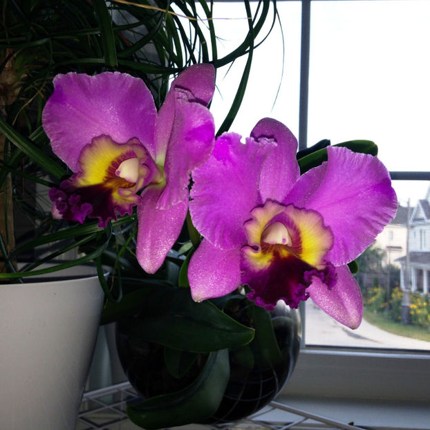  - 2018 Plante de interior