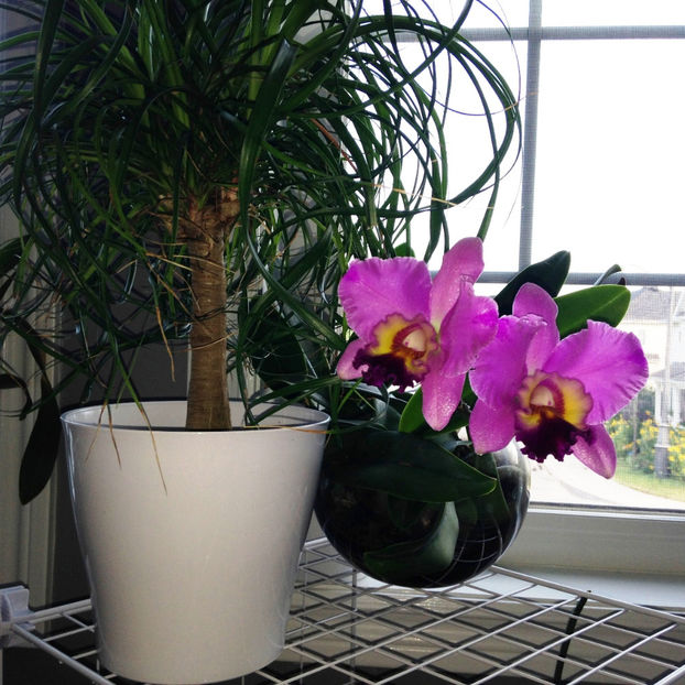  - 2018 Plante de interior