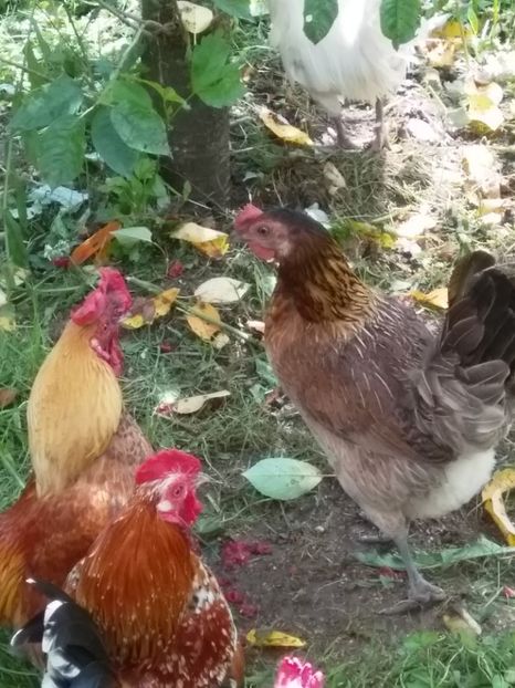  - gainile mele pitice la gramada  3