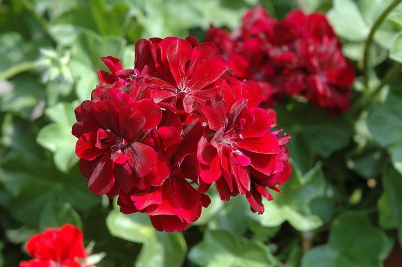 MUSCATA  CURGATOARE - MUSCATA SAU PELARGONIUM