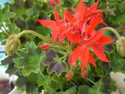 muscata japoneza - MUSCATA SAU PELARGONIUM