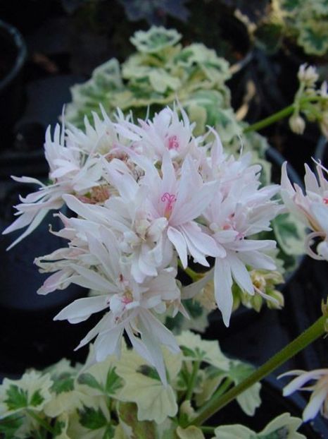 Pelargonium 'Arctic Snow' Geranium - MUSCATA SAU PELARGONIUM