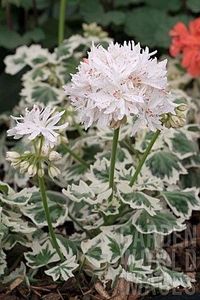 PELARGONIUM - MUSCATA SAU PELARGONIUM