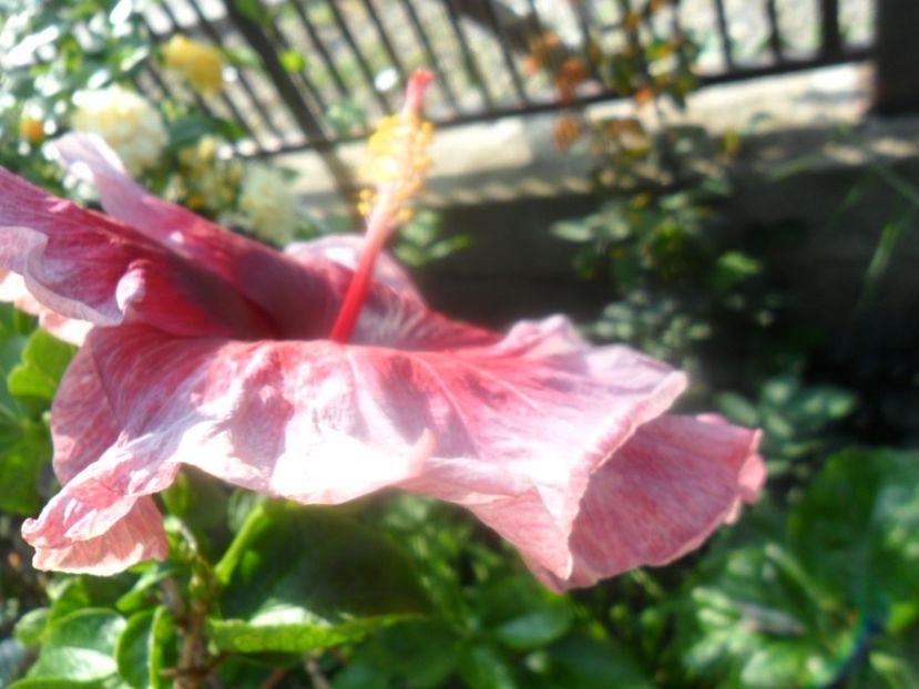  - hibiscusi 2018 4
