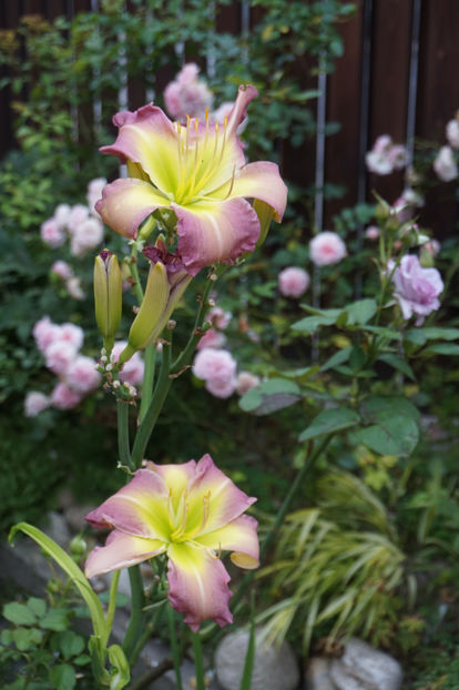 Regency Heights - Hemerocallis 2018- 2019