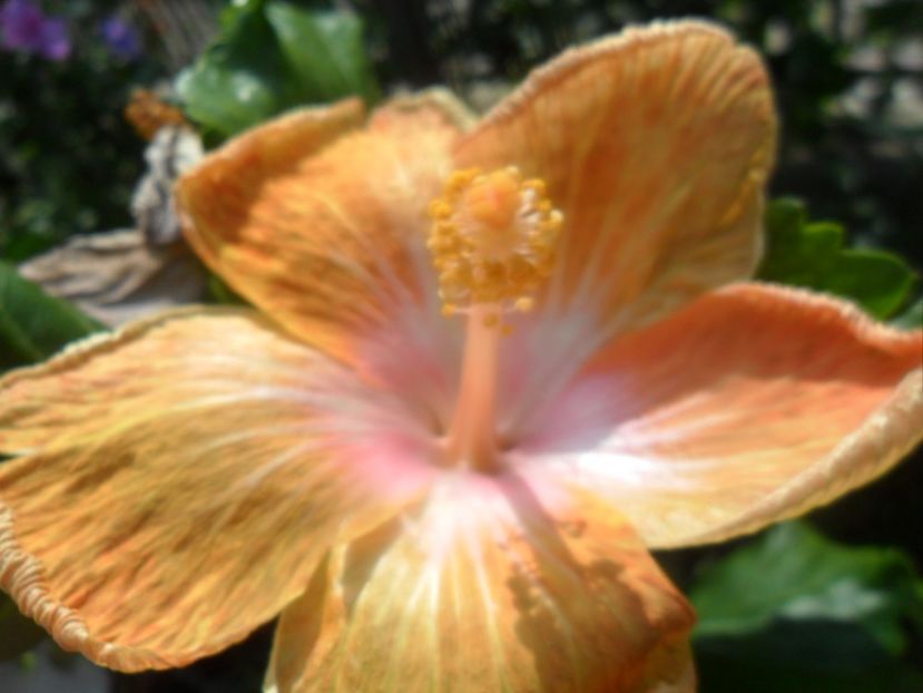  - Ro V Capuccino Cream