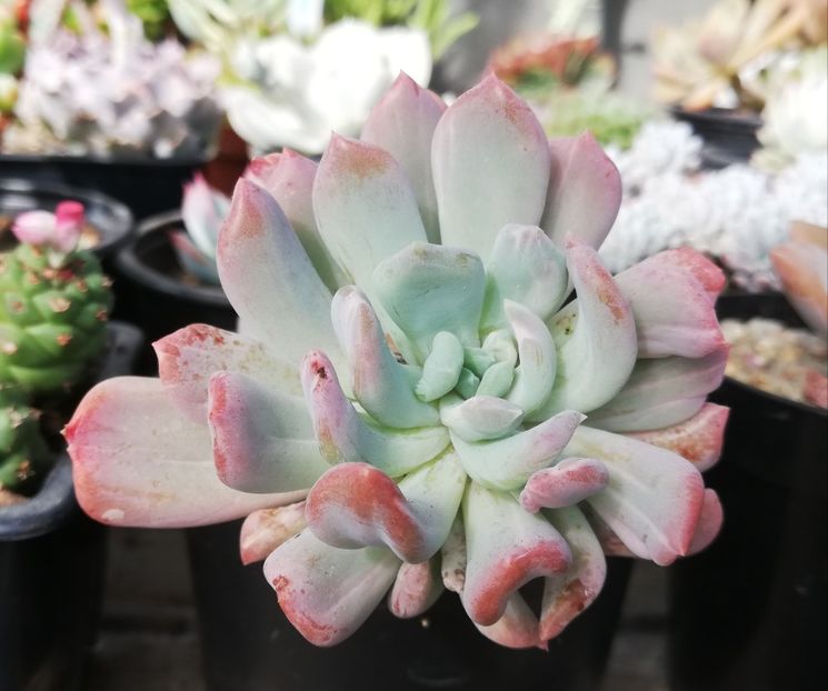 Pachyveria Scheideckeri "Albocarinata" - Pachyveria