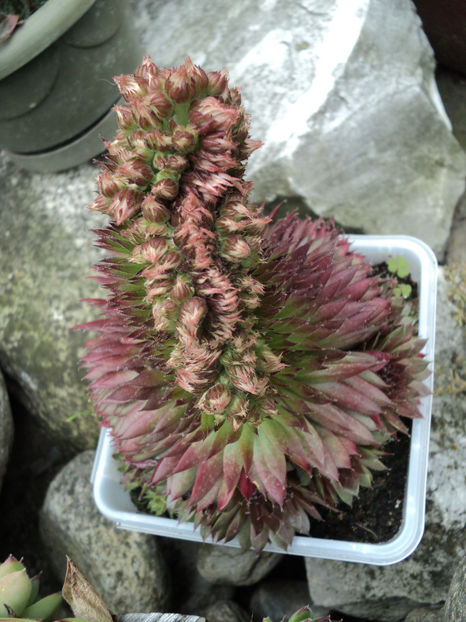 iulie 2018,ne pregatim... - CACTUSI SI SUCULENTE