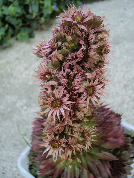 aemprevivum - CACTUSI SI SUCULENTE