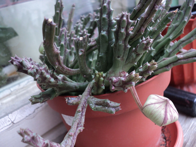 Stapelia,steaua serifului... - CACTUSI SI SUCULENTE