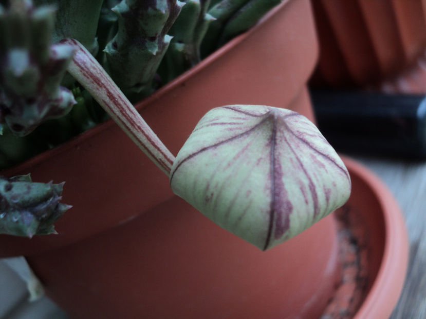 poze 2015 341 - CACTUSI SI SUCULENTE