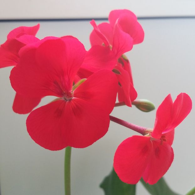  - Muscate 2013 2022