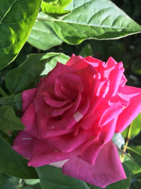 DF4DC53D-DA03-419A-8613-34692A05BDB3 - Trandafiri 2018 III