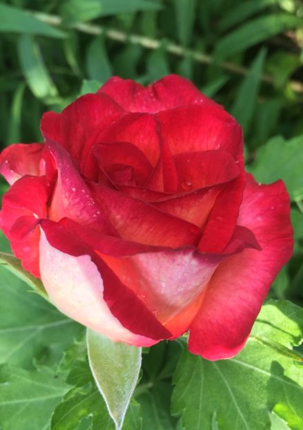 FB207BD5-F922-445D-90D1-D5D3C8F82C1D - Trandafiri 2018 III