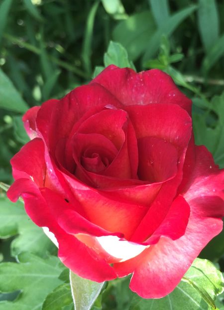 229839F8-6806-4771-90A2-40417FCE3BE0 - Trandafiri 2018 III