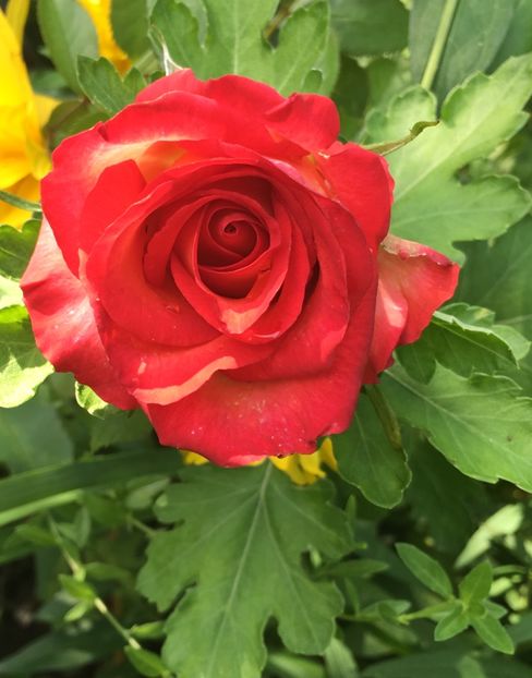 E763DC49-8175-4DAA-96AA-803775ED9ED1 - Trandafiri 2018 III