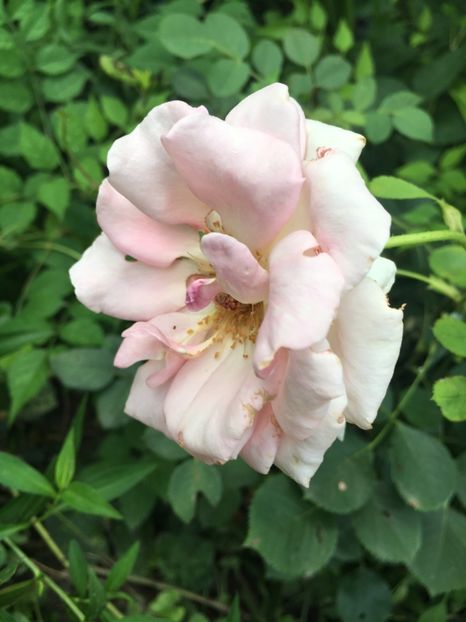 D6D53A24-B811-4667-AE4F-539BDF83DF89 - Trandafiri 2018 III