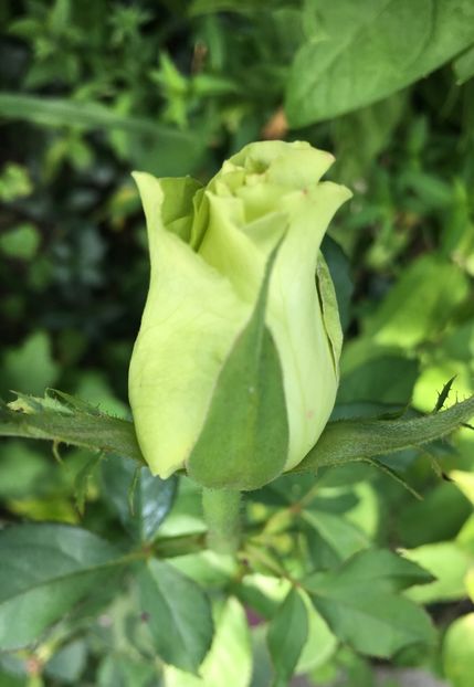 1762391C-B7F4-473D-BB01-D25F308A20D7 - Trandafiri 2018 III