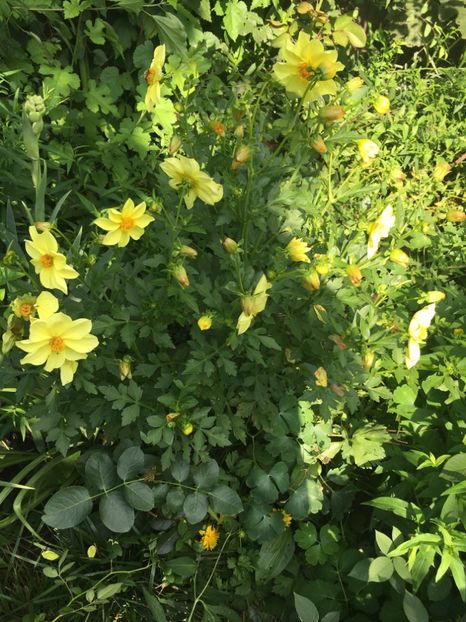 749B89E2-993D-41A7-8619-A19387F80D71 - Dalii 2018